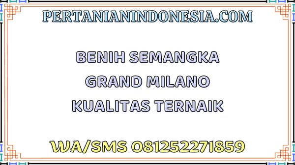Benih Semangka Grand Milano Kualitas Terbaik